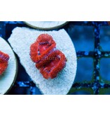 TMAv Flame Acan Frag