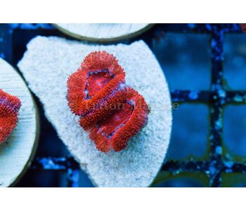 TMAv Flame Acan Frag