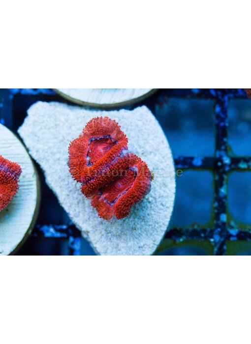 TMAv Flame Acan Frag