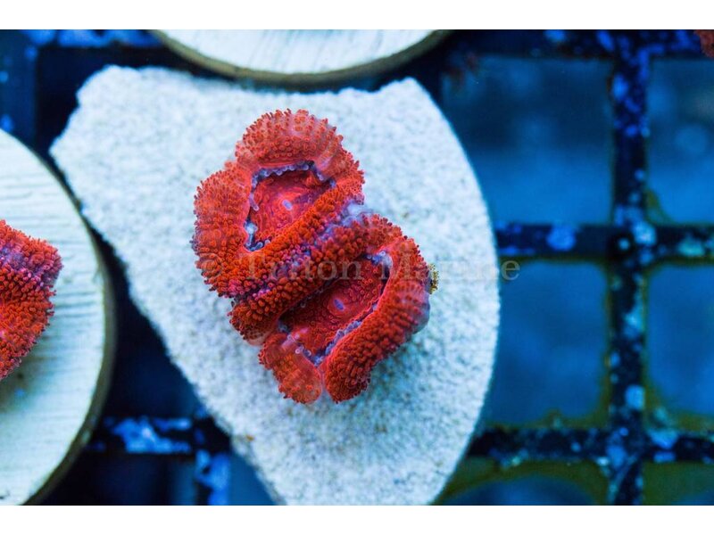 TMAv Flame Acan Frag