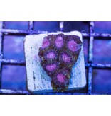 TMA Pink Panther Favia Frag