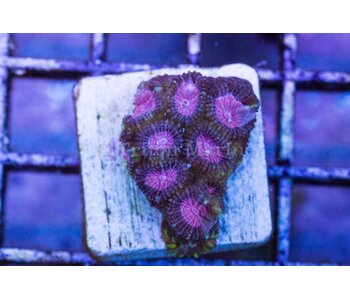 TMA Pink Panther Favia Frag