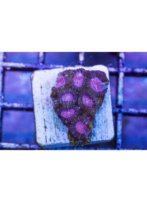 TMA Pink Panther Favia Frag