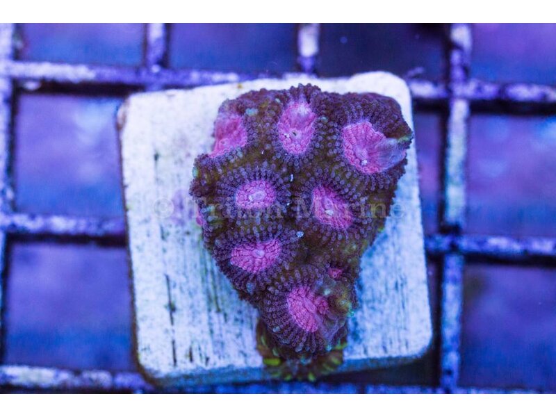 TMA Pink Panther Favia Frag