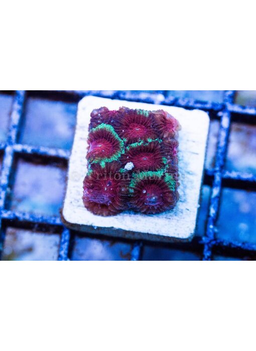 TMA Bloody Leprechaun Favia Frag