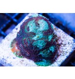 TMA Acan Echinata Frag