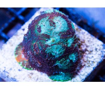 TMA Acan Echinata Frag