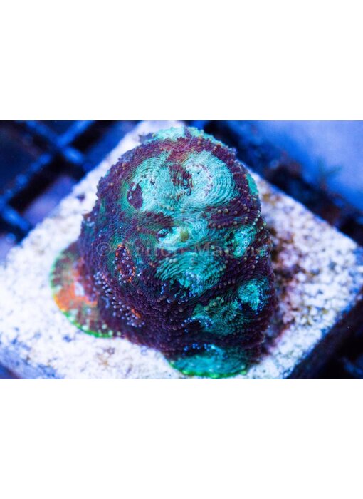 TMA Acan Echinata Frag