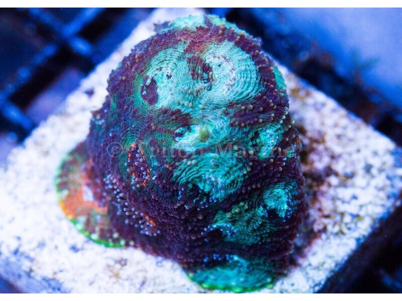 TMA Acan Echinata Frag
