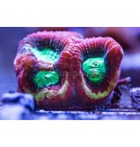 TMA Happy Days Goniastrea Frag