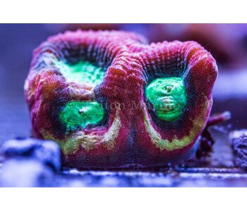 TMA Happy Days Goniastrea Frag