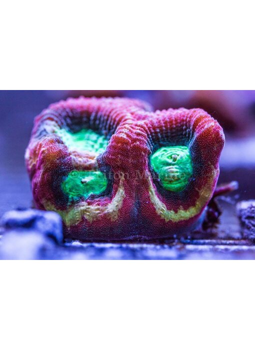 TMA Happy Days Goniastrea Frag