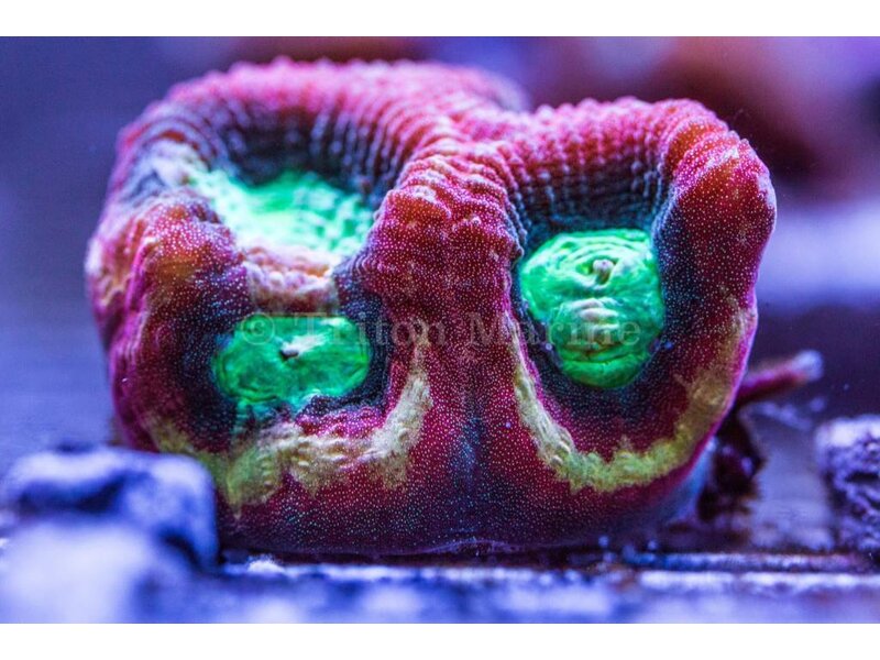 TMA Happy Days Goniastrea Frag