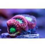 TMA Happy Days Goniastrea Frag