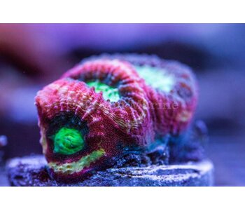 TMA Happy Days Goniastrea Frag