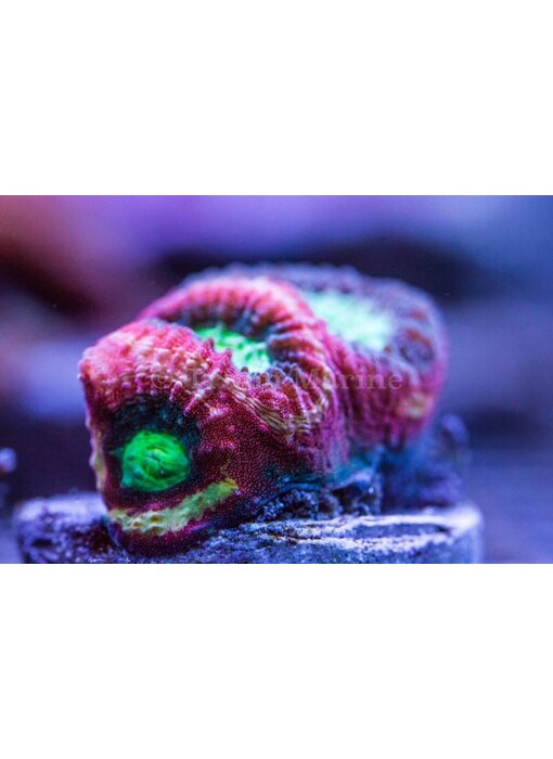 TMA Happy Days Goniastrea Frag