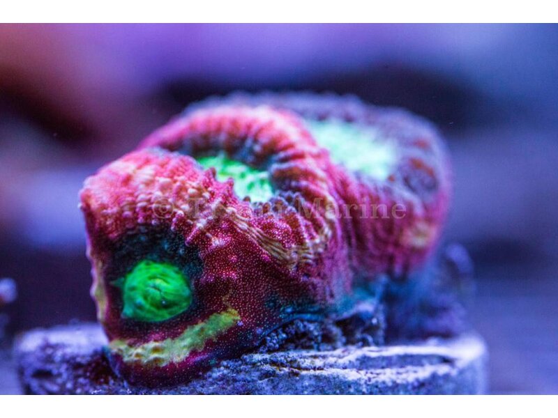 TMA Happy Days Goniastrea Frag