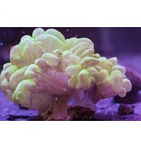 Bubble Coral