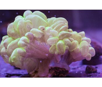 Bubble Coral