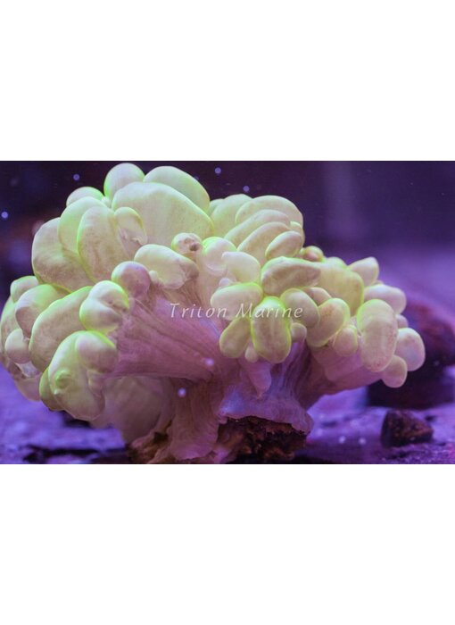 Bubble Coral
