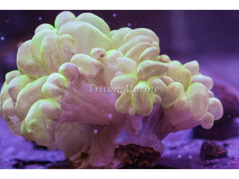Bubble Coral