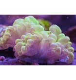 Bubble Coral