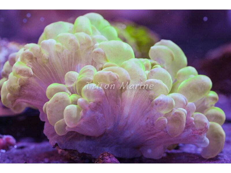Bubble Coral