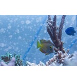 Spotted Bristletooth Tang (Ctenochaetus truncatus)