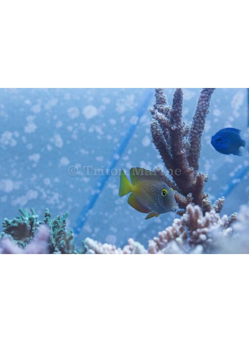 Spotted Bristletooth Tang (Ctenochaetus truncatus)