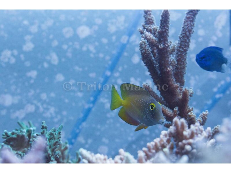 Spotted Bristletooth Tang (Ctenochaetus truncatus)