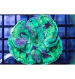 Green Wellsophyllia