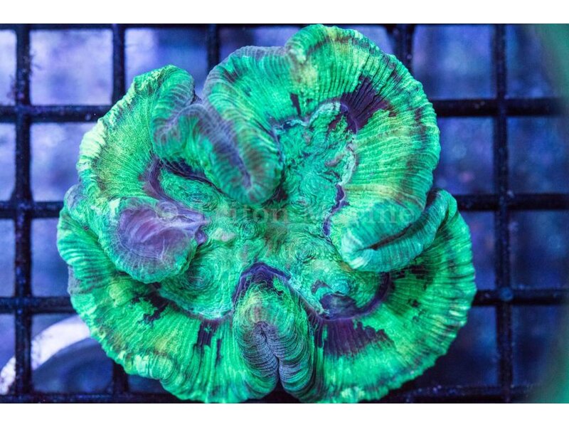 Green Wellsophyllia