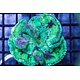 Green Wellsophyllia
