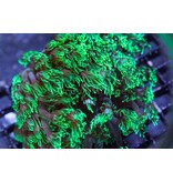 TMA Green Goniopora Long Tentacle