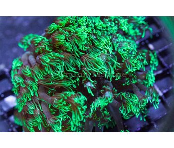 TMA Green Goniopora Long Tentacle