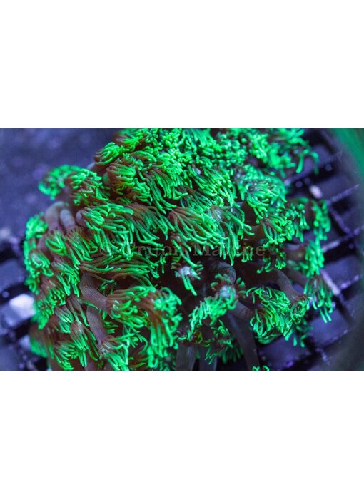 TMA Green Goniopora Long Tentacle