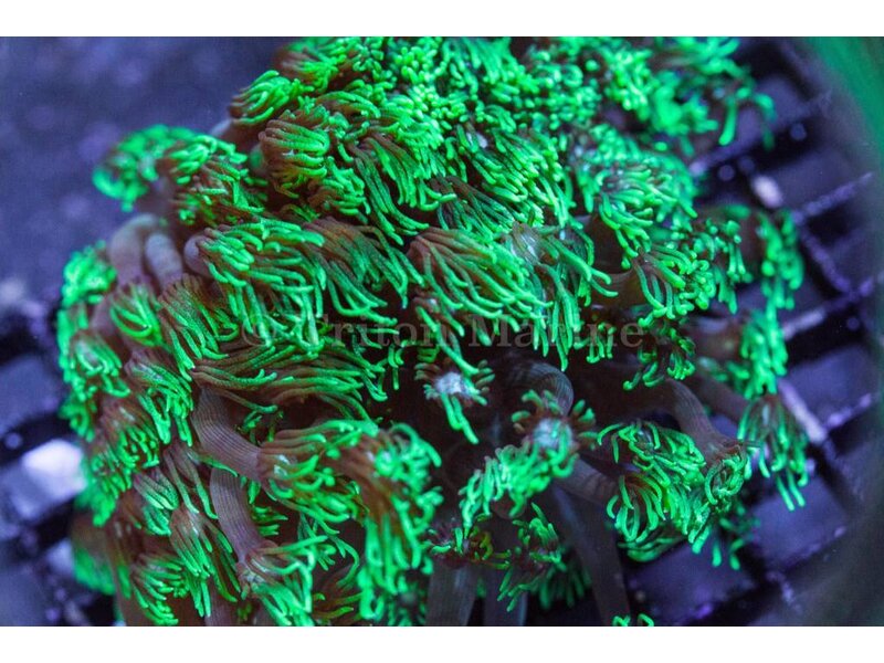 TMA Green Goniopora Long Tentacle