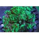 TMA Green Goniopora Long Tentacle