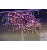 Volitan Lionfish (Pterois volitans) G
