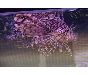 Volitan Lionfish (Pterois volitans) G