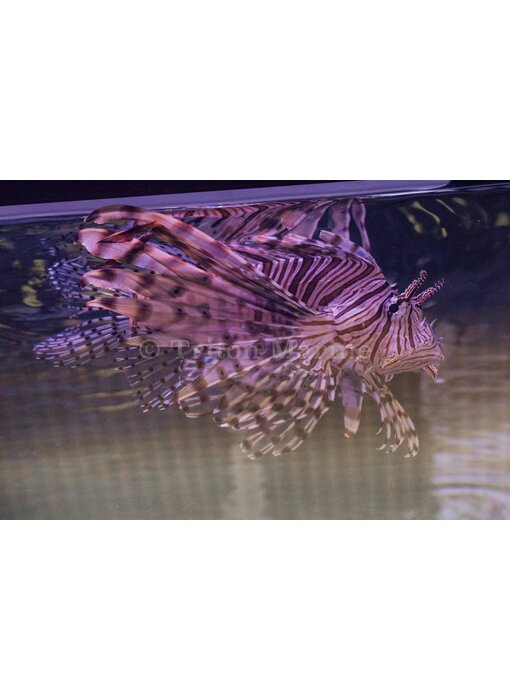 Volitan Lionfish (Pterois volitans) G