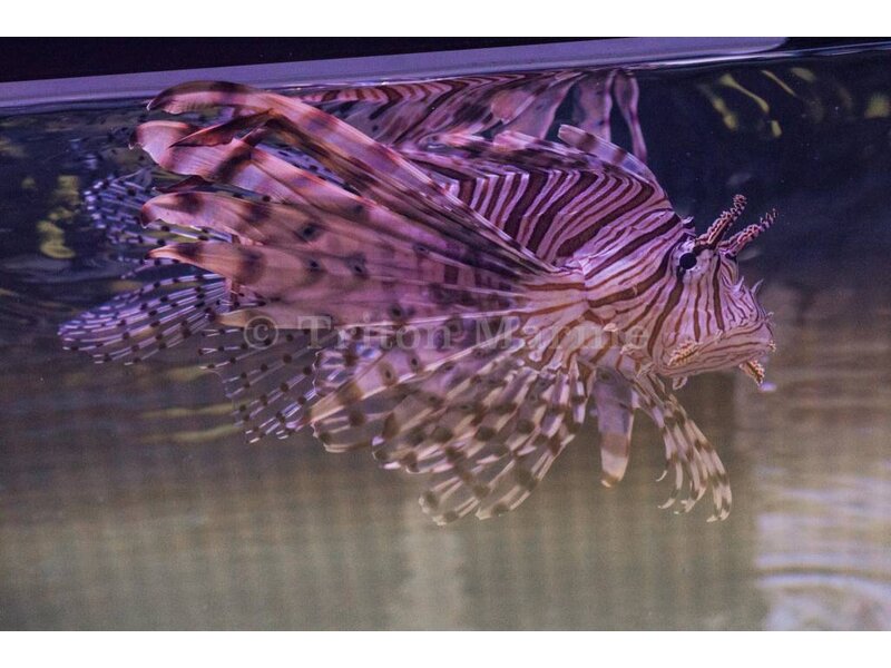 Volitan Lionfish (Pterois volitans) G