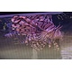 Volitan Lionfish (Pterois volitans) G