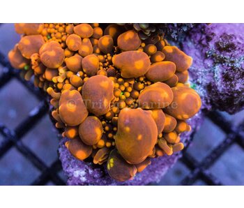 TMA Bouncing Souls Yuma Mushroom