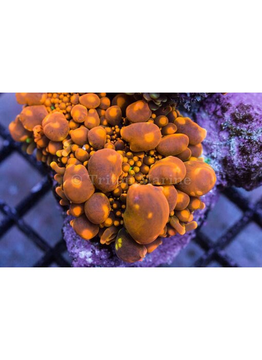 TMA Bouncing Souls Yuma Mushroom