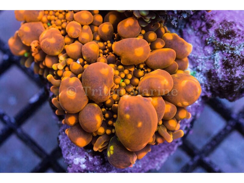 TMA Bouncing Souls Yuma Mushroom