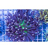 TMA Purple/Neon Center Torch - Aussie