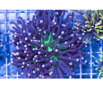 TMA Purple/Neon Center Torch - Aussie