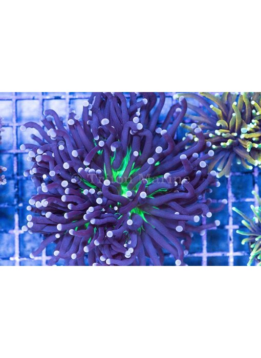 TMA Purple/Neon Center Torch - Aussie