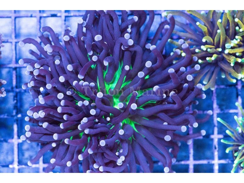 TMA Purple/Neon Center Torch - Aussie